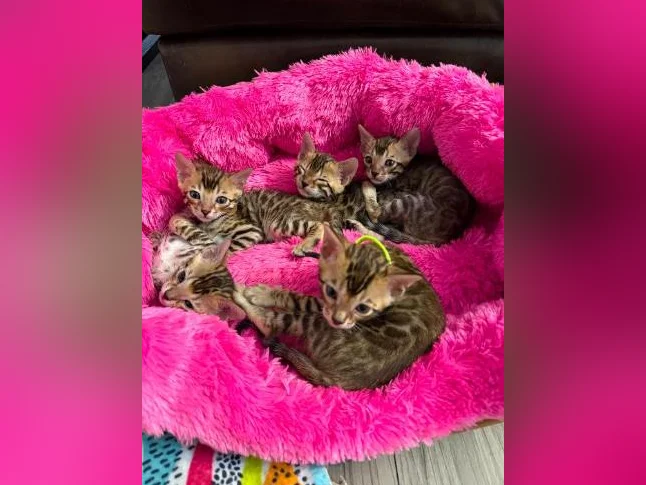 4 bb bengal mâle thumbnail 4