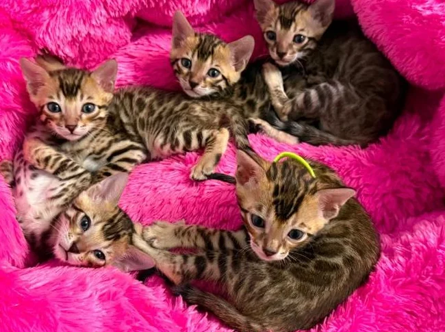 4 bb bengal mâle thumbnail 5