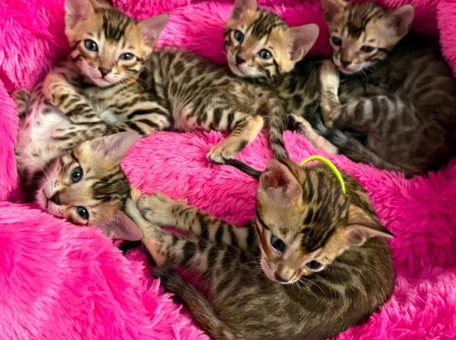 4 bb bengal mâle thumbnail 6
