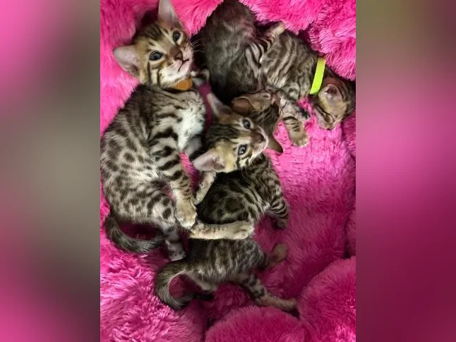 4 bb bengal mâle