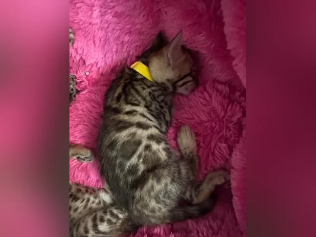 4 bb bengal mâle thumbnail 2