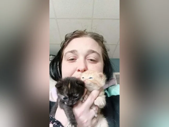 bébé chats a réservé