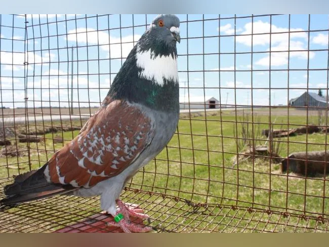 pigeons de race cauchois