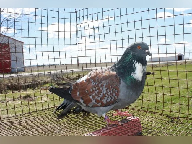 pigeons de race cauchois thumbnail 2
