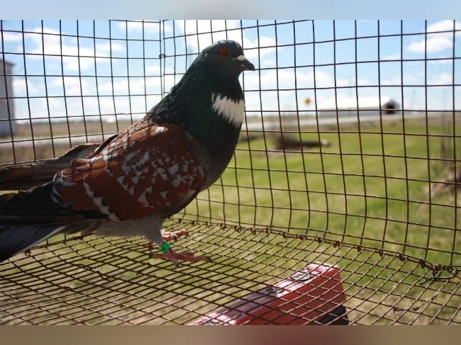 pigeons de race cauchois thumbnail 3