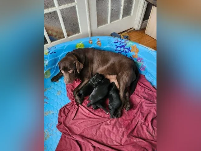 chiots labernois a venir thumbnail 2
