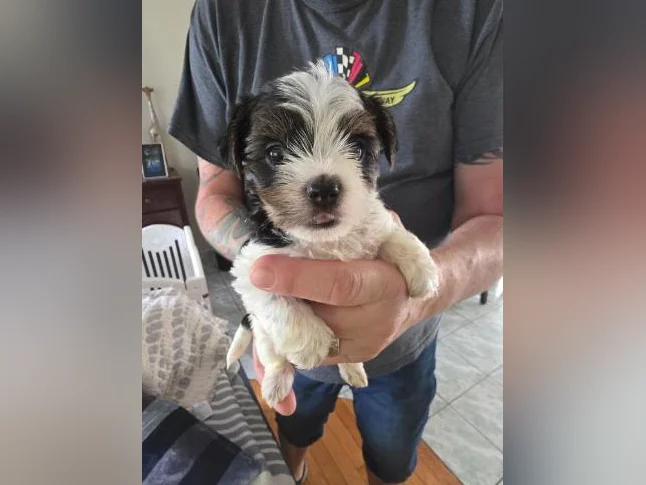 Morkie Puppies / Chiots thumbnail 7