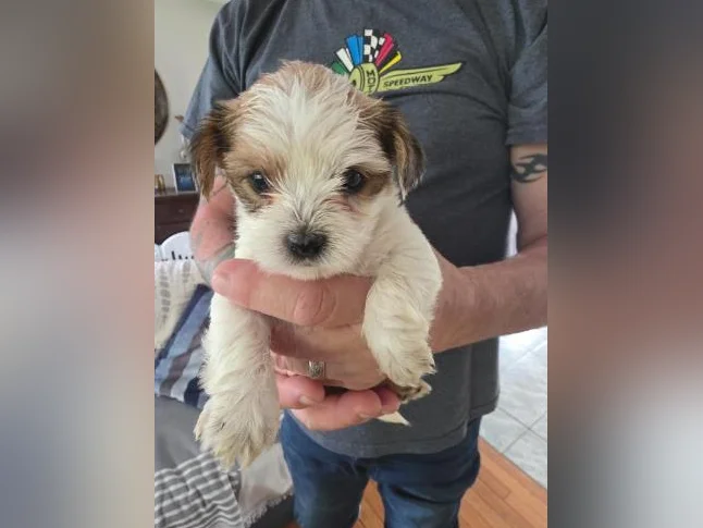 Morkie Puppies / Chiots thumbnail 6