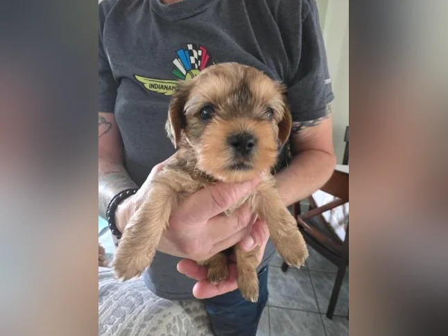 Morkie Puppies / Chiots thumbnail 2