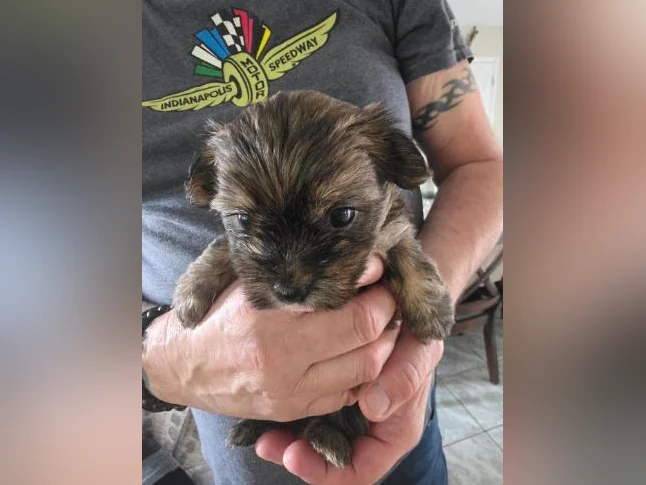 Morkie Puppies / Chiots thumbnail 5