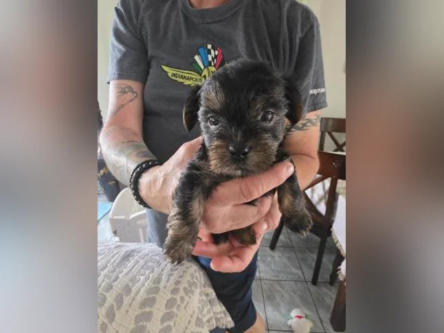 Morkie Puppies / Chiots thumbnail 4