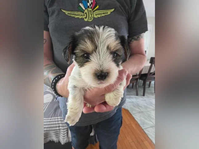 Morkie Puppies / Chiots