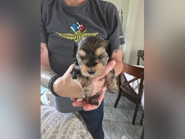 Morkie Puppies / Chiots thumbnail 3