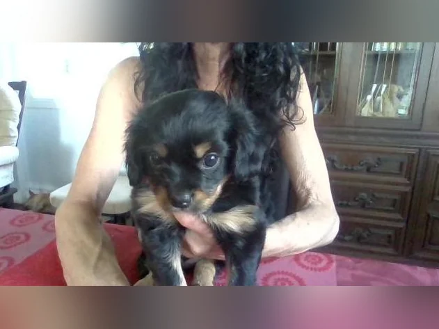 Chien Chilier a vendre thumbnail 4