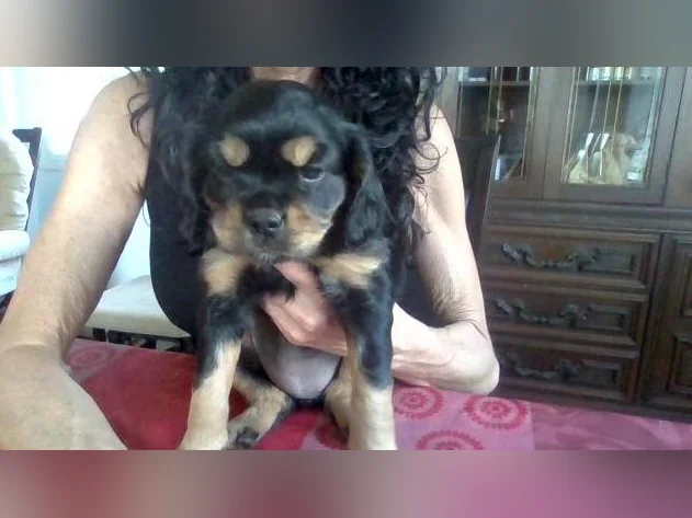 Chien Chilier a vendre