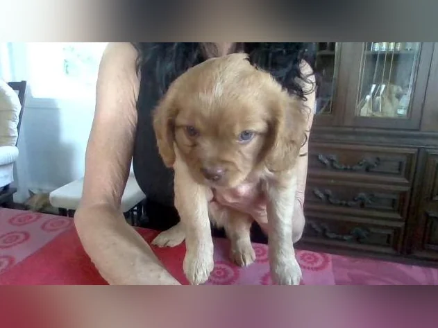 Chien Chilier a vendre thumbnail 3