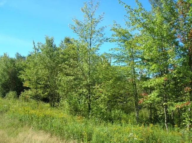 Terrain de villégiature – 10,5 acres thumbnail 4