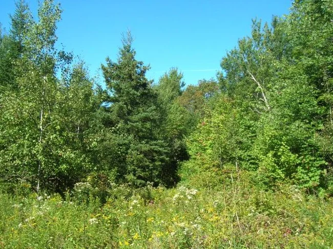 Terrain de villégiature – 10,5 acres thumbnail 6