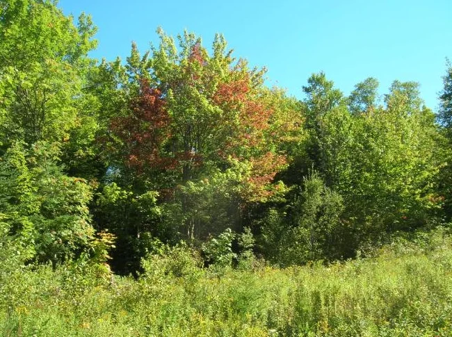 Terrain de villégiature – 10,5 acres thumbnail 2