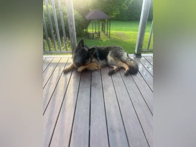 Berger Allemand + cage
