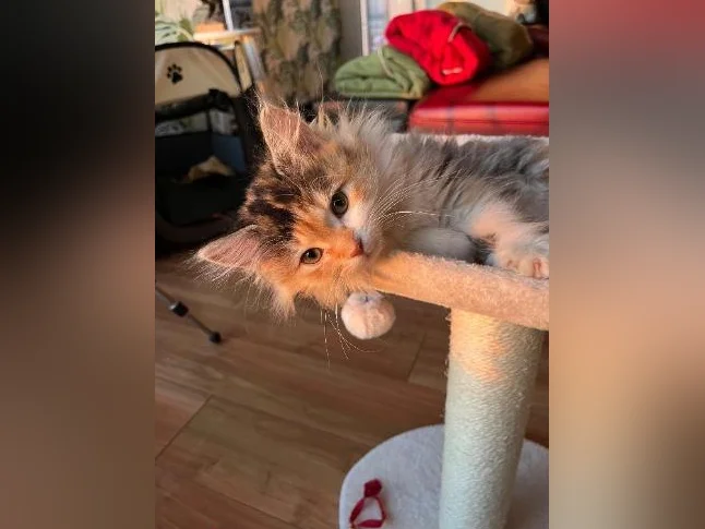 Sibérien 20 semaines chatte hypoallergique thumbnail 6