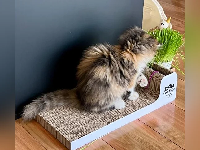 Sibérien 20 semaines chatte hypoallergique thumbnail 10