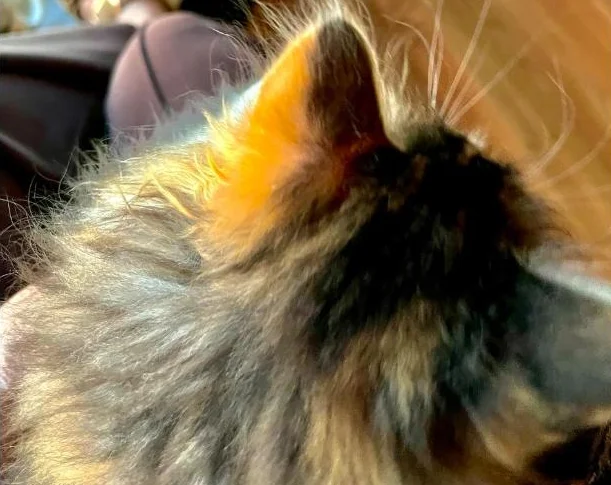 Sibérien 20 semaines chatte hypoallergique thumbnail 7