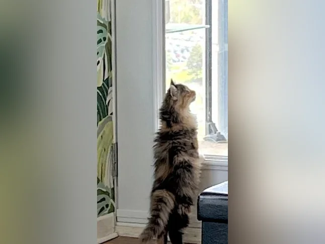 Sibérien 20 semaines chatte hypoallergique thumbnail 9