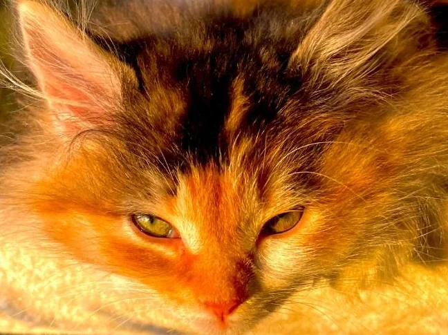 Sibérien 20 semaines chatte hypoallergique thumbnail 5