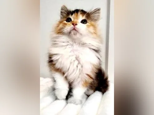 Sibérien 20 semaines chatte hypoallergique