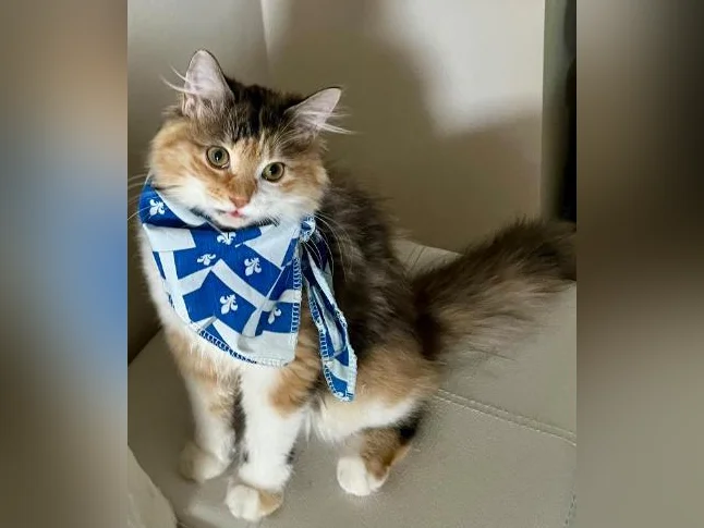 Sibérien 20 semaines chatte hypoallergique thumbnail 2