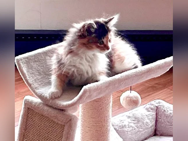 Sibérien 20 semaines chatte hypoallergique thumbnail 4