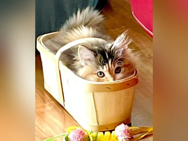 Sibérien 20 semaines chatte hypoallergique thumbnail 8
