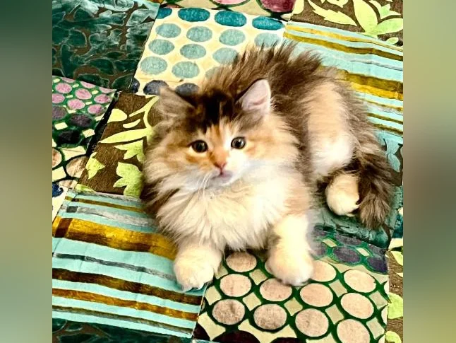 Sibérien 20 semaines chatte hypoallergique thumbnail 3