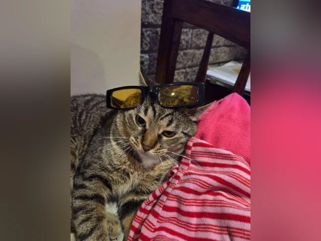 Chat tigre bengal thumbnail 3