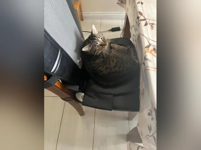 Chat tigre bengal thumbnail 2