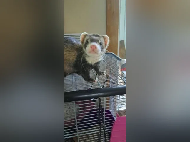 Furet a vendre