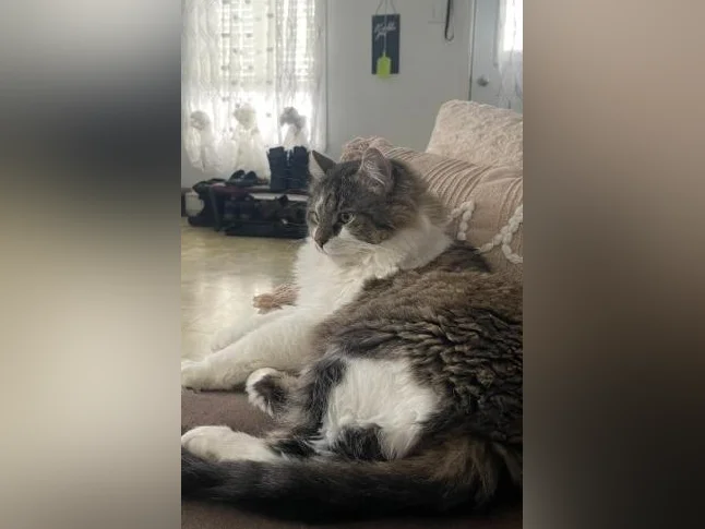 Chat Sibérien thumbnail 2