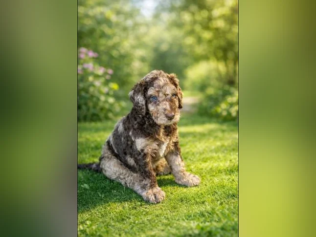Caniche Royal