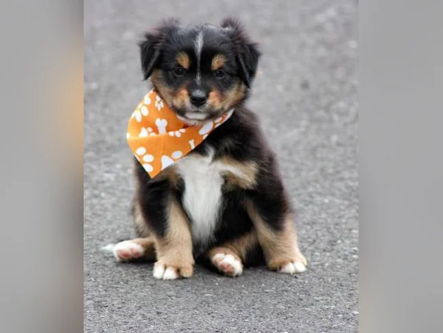 Chiots Berger Australien Miniature