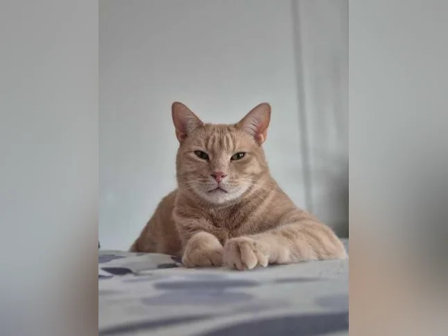 Chat à donner contre bon soins thumbnail 2