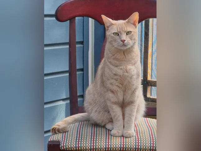 Chat à donner contre bon soins