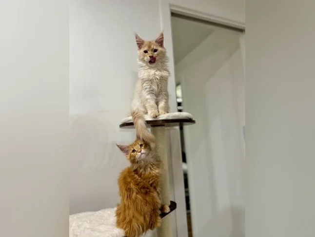 Maine Coon thumbnail 3