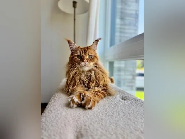 Maine Coon thumbnail 2