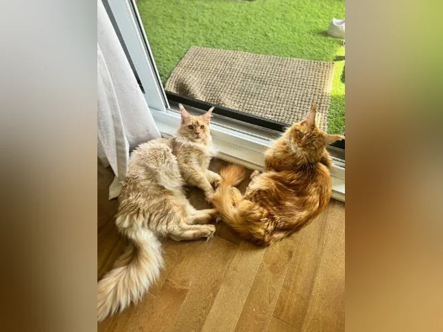 Maine Coon