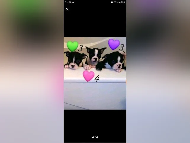 Frenchtons 3 Puppies  🐾                                                         Prêts a partir / 2🩷🐾1🩵 thumbnail 4