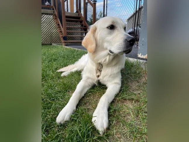 Golden retreiver pure race