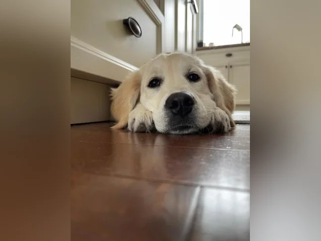 Golden retreiver pure race thumbnail 2
