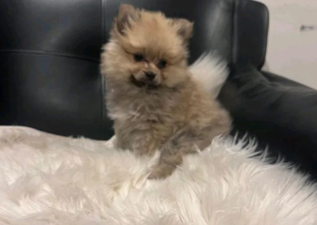 Chiots poméranien puppies thumbnail 6