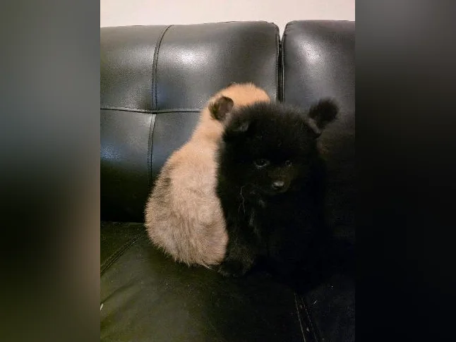 Chiots poméranien puppies thumbnail 5
